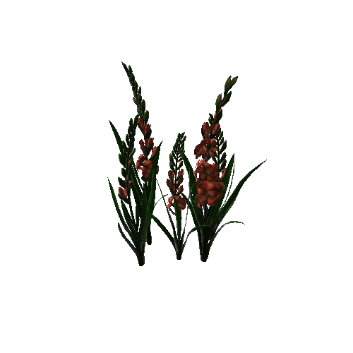 flower gladiolus 4.2
